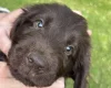 Flat Coated Retriever