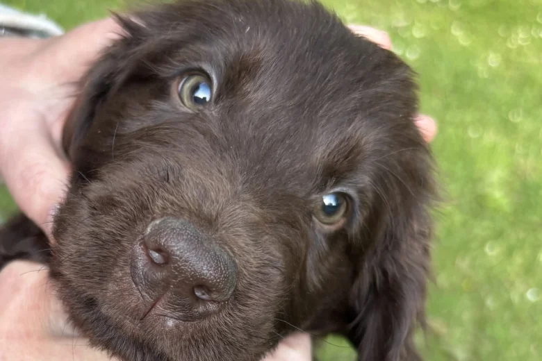 Flat Coated Retriever