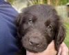 Flat Coated Retriever