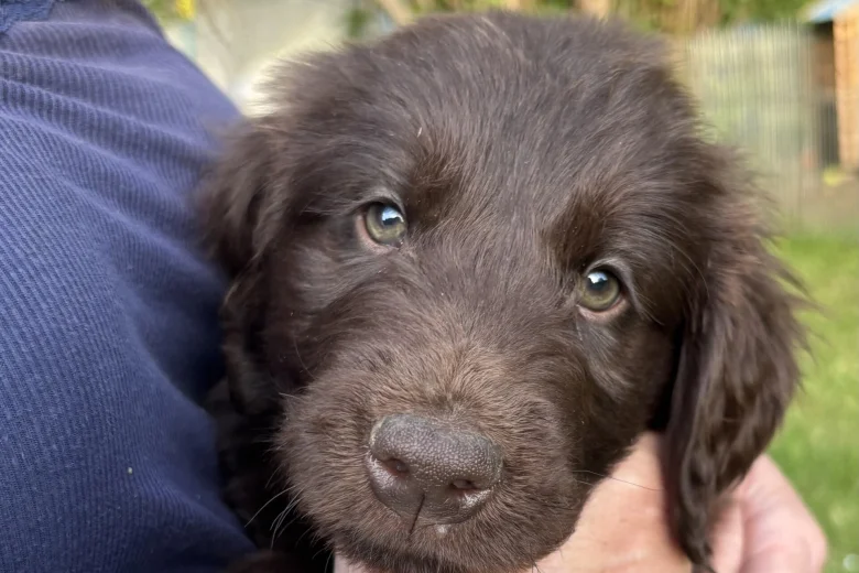 Flat Coated Retriever