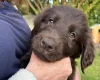 Flat Coated Retriever