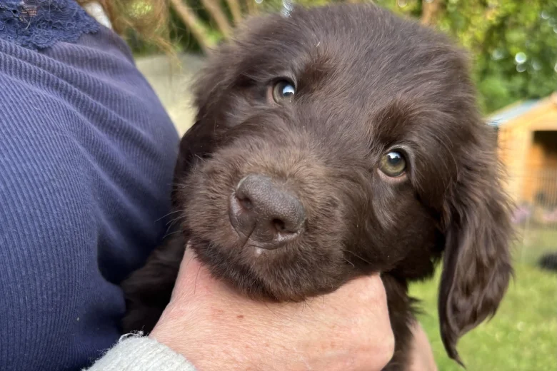 Flat Coated Retriever