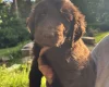 Flat Coated Retriever