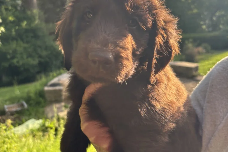 Flat Coated Retriever