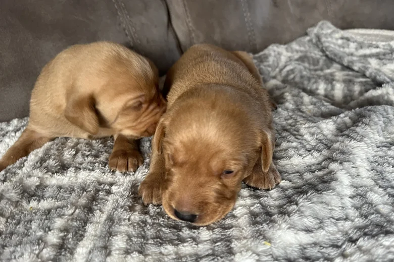 Labrador Retriever