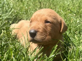 Labrador Retriever