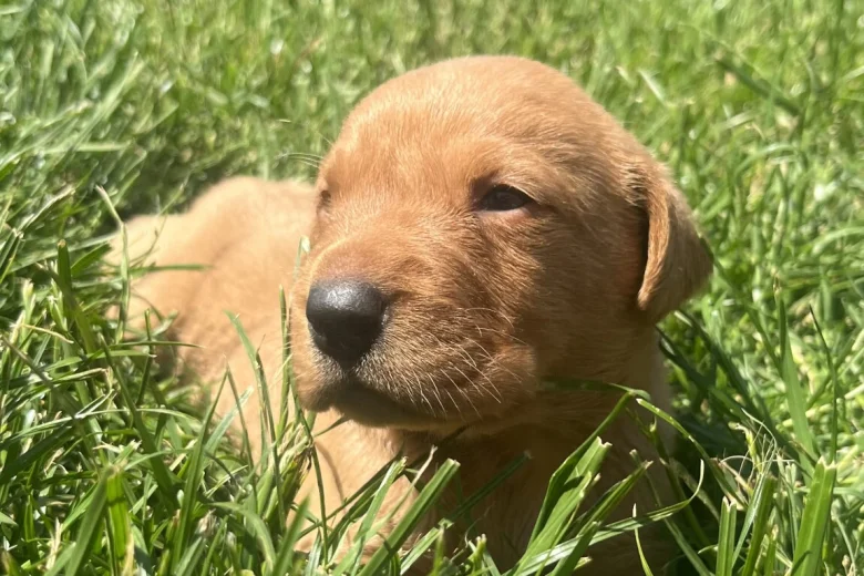 Labrador Retriever