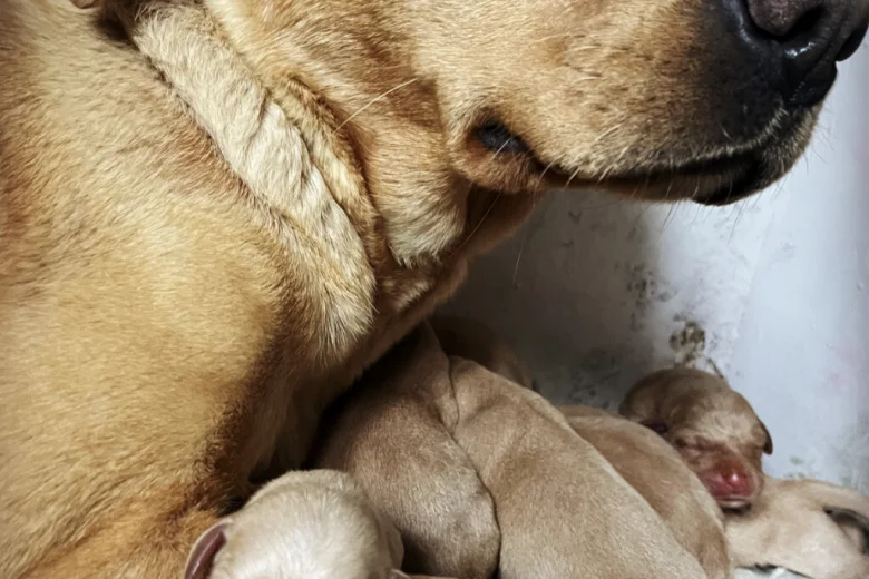 Labrador Retriever