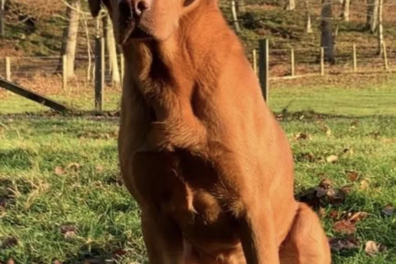 Labrador Retriever