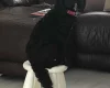 Cockapoo
