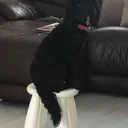 Cockapoo