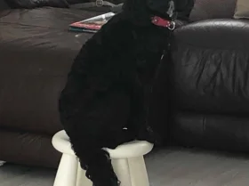 Cockapoo