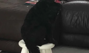 Cockapoo