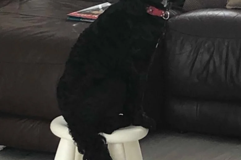 Cockapoo
