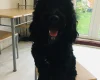 Cockapoo