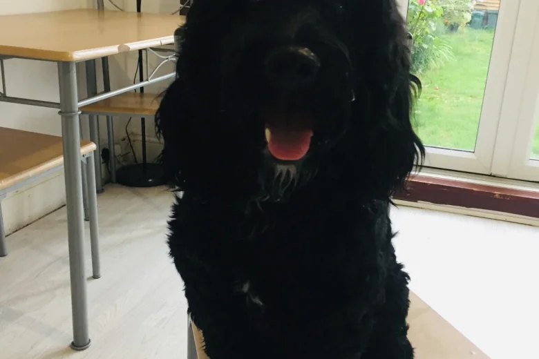 Cockapoo