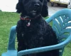 Cockapoo