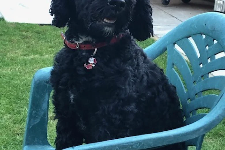 Cockapoo