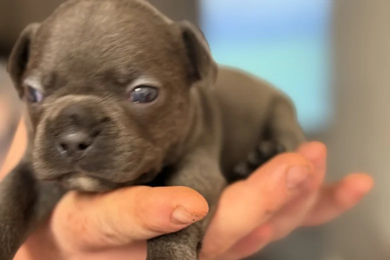 French Bulldog