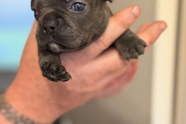 French Bulldog