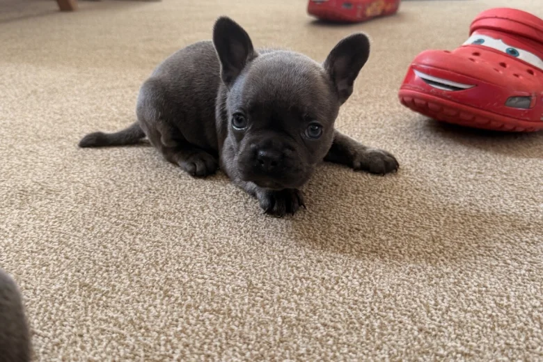 French Bulldog