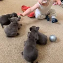 French Bulldog