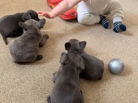 French Bulldog