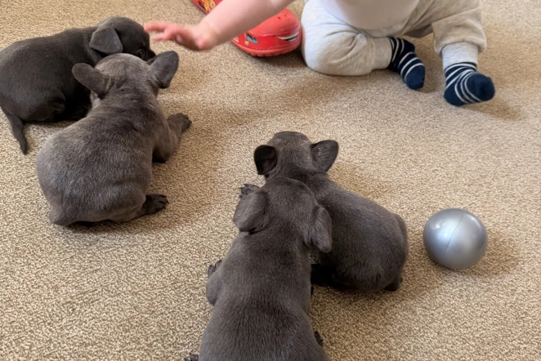 French Bulldog