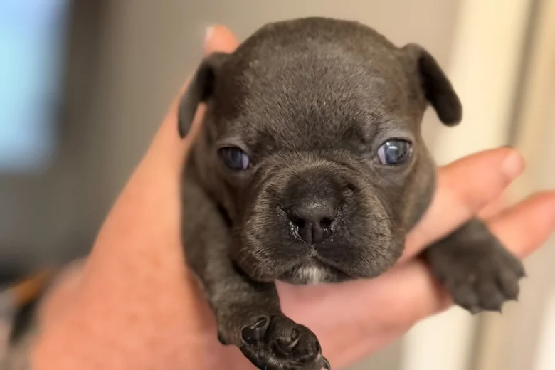 French Bulldog