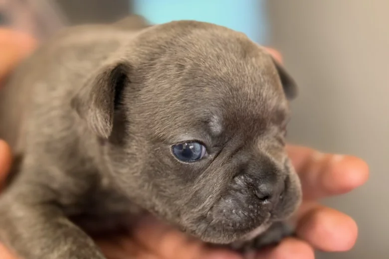 French Bulldog