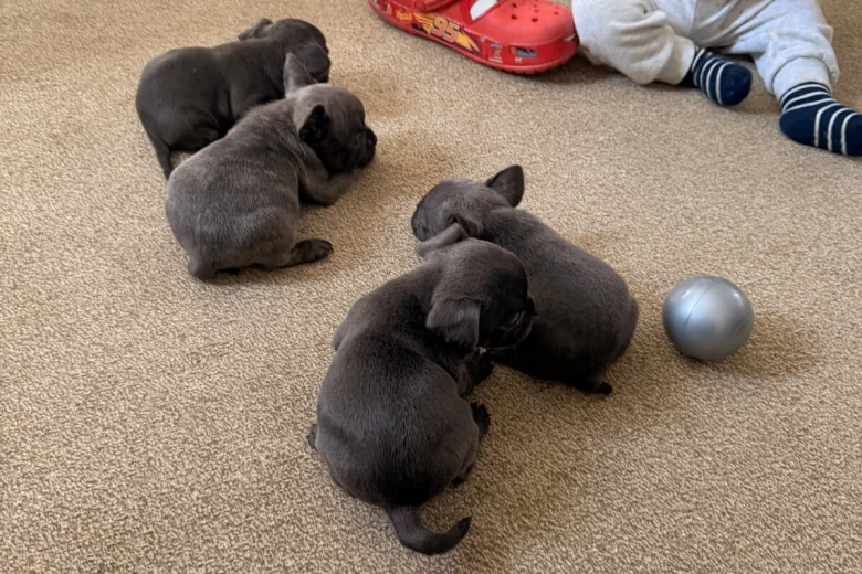 French Bulldog