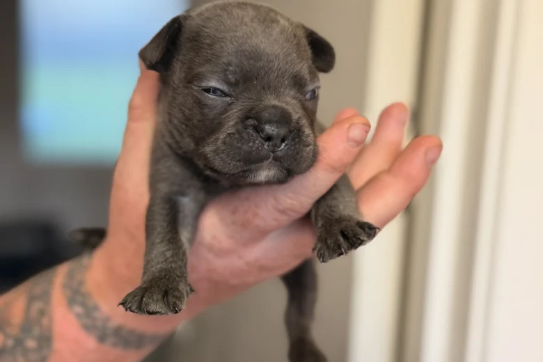 French Bulldog