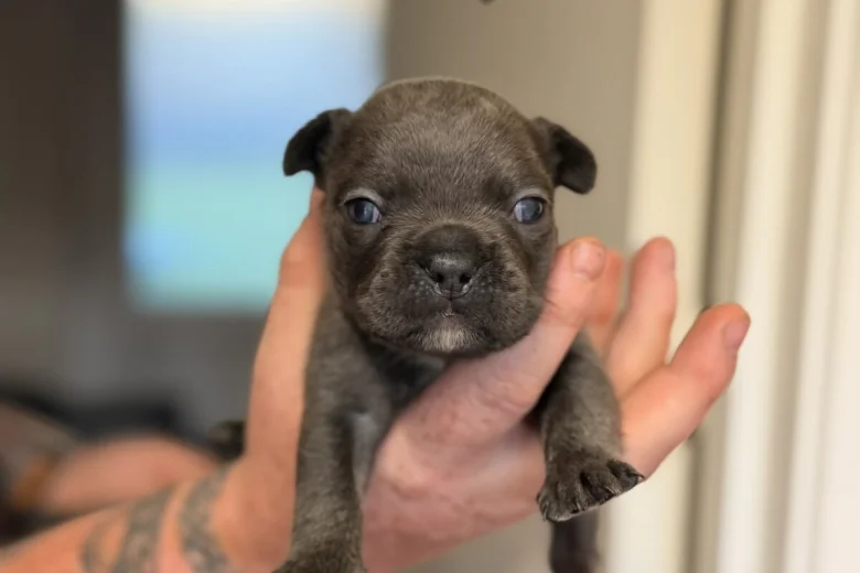 French Bulldog