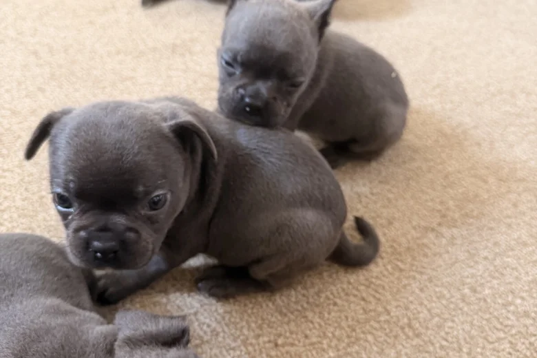 French Bulldog
