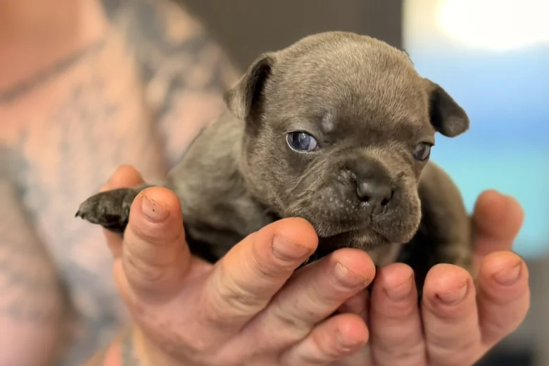 French Bulldog