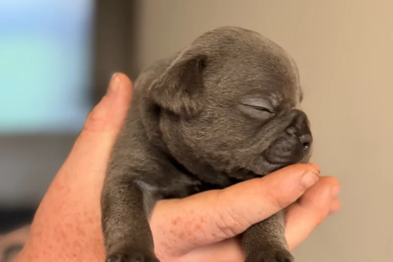 French Bulldog
