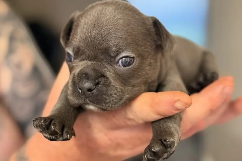French Bulldog