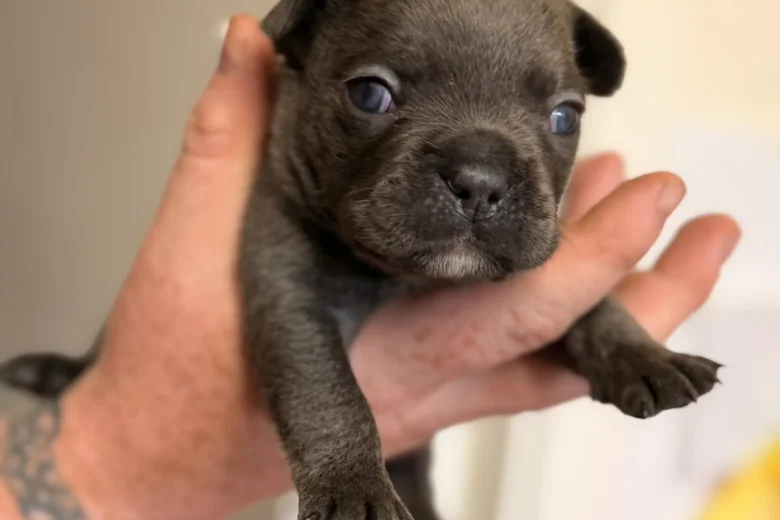 French Bulldog