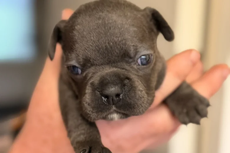 French Bulldog