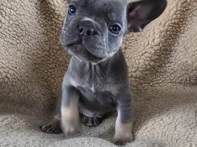 French Bulldog