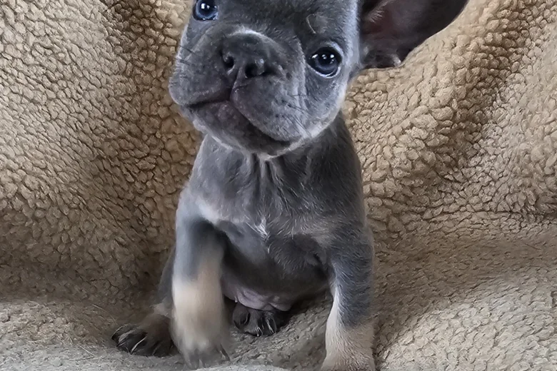 French Bulldog