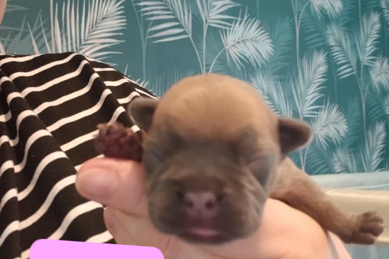 French Bulldog