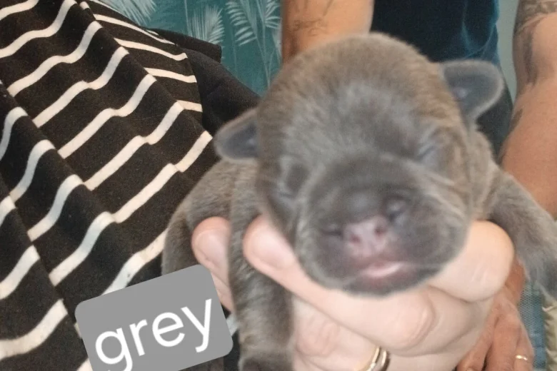 French Bulldog