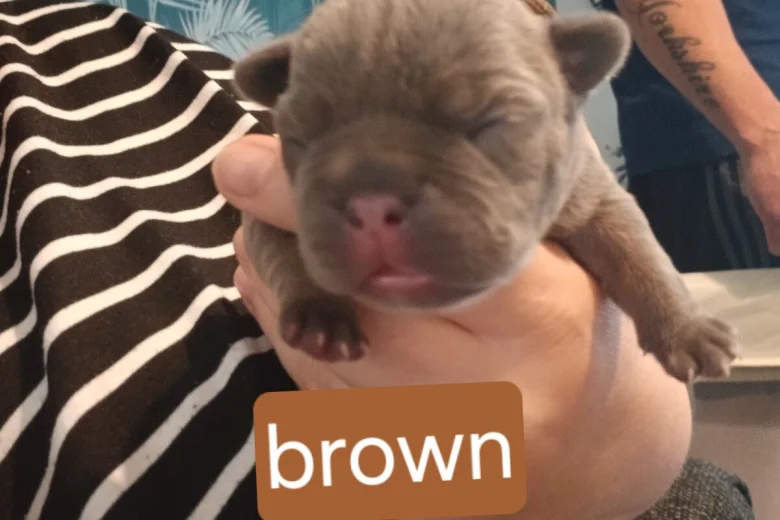 French Bulldog