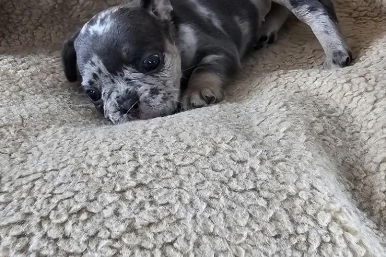 French Bulldog