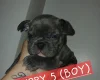 French Bulldog