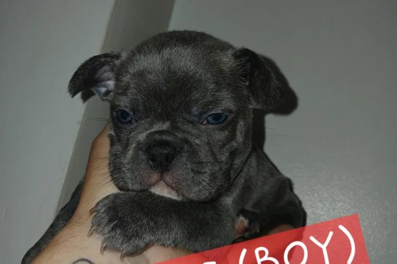 French Bulldog