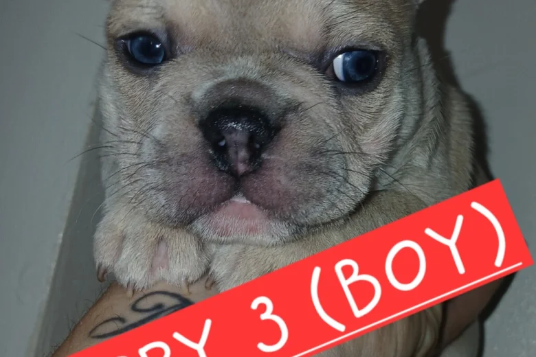 French Bulldog