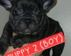 French Bulldog