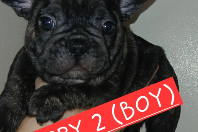 French Bulldog